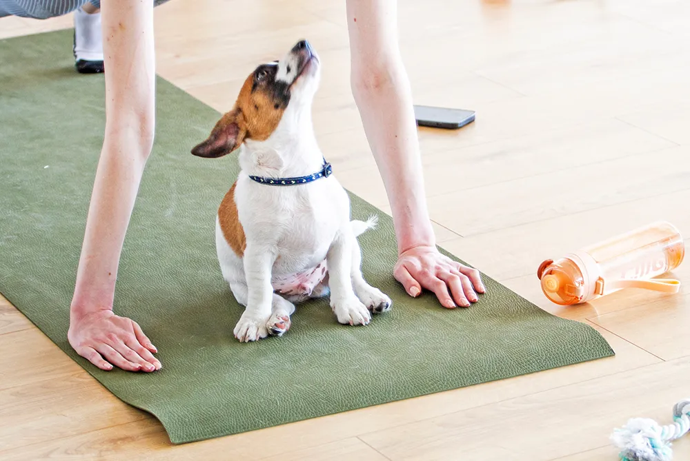 KWW Dania Al-Taee puppy yoga